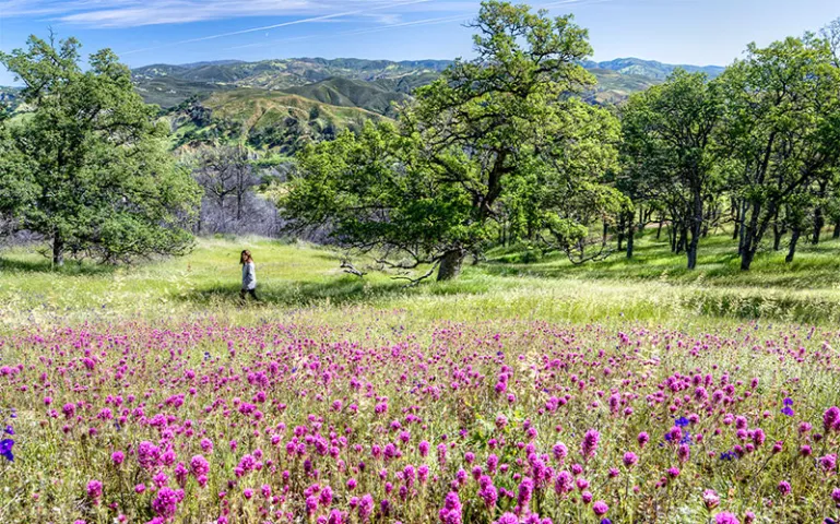 Pink wildflowers in bloom with oak woodland in the background